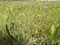 Carex xerantica