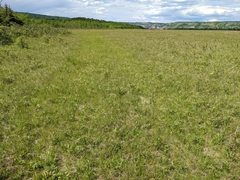 Carex xerantica