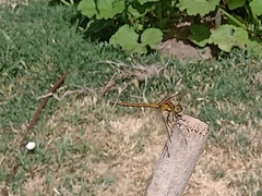Sympetrum striolatum