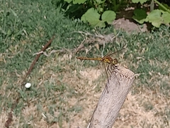 Sympetrum striolatum