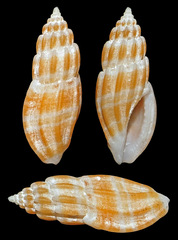 Eucithara celebensis