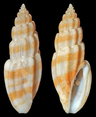Eucithara celebensis