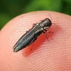 Agrilus bilineatus