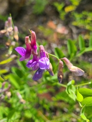 Lathyrus polyphyllus