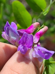 Lathyrus polyphyllus