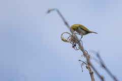 Zosterops maderaspatanus