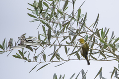 Zosterops maderaspatanus