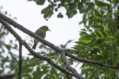 Zosterops maderaspatanus