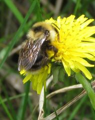 Bombus flavidus