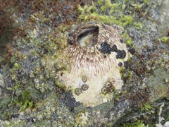 Tetraclita rubescens