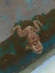 Sclerophrys mauritanica