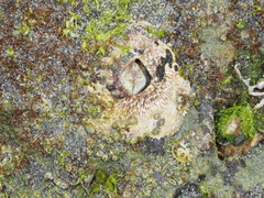 Tetraclita rubescens