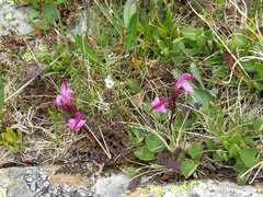 Pedicularis rostratocapitata