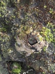 Tetraclita rubescens