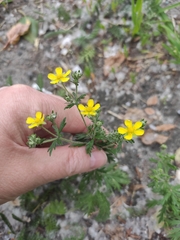 Potentilla argentea