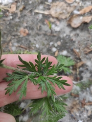 Potentilla argentea