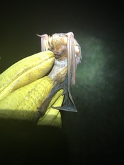 Lasiurus seminolus