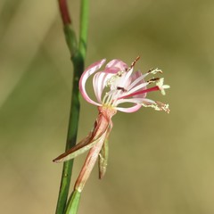 Oenothera podocarpa