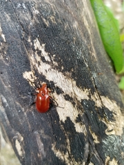 Strongylium hoepfneri