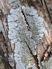 Coccocarpia erythroxyli