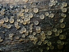 Orbilia xanthostigma