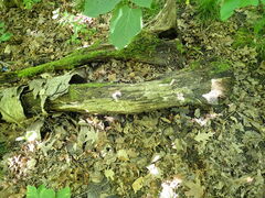 Orbilia xanthostigma