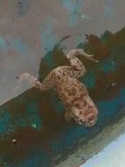 Sclerophrys mauritanica