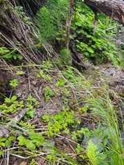 Deschampsia elongata