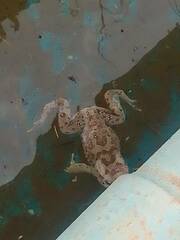 Sclerophrys mauritanica