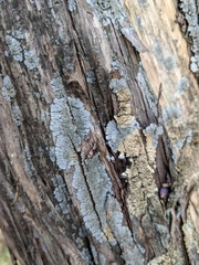 Coccocarpia erythroxyli