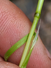 Deschampsia elongata