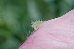 Stictocephala bisonia