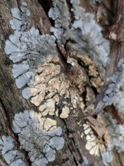 Coccocarpia erythroxyli