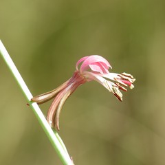 Oenothera podocarpa