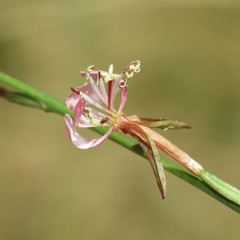 Oenothera podocarpa