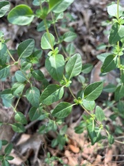 Clinopodium carolinianum