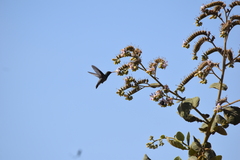 Cynanthus latirostris