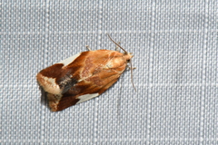 Clepsis persicana
