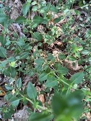 Clinopodium carolinianum