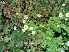 Tanacetum parthenium