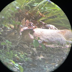 Sylvilagus floridanus