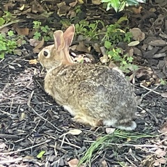 Sylvilagus floridanus