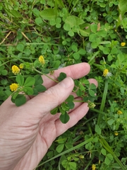 Medicago lupulina