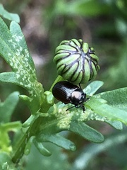 Chrysolina marginata
