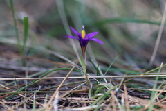 Romulea tempskyana