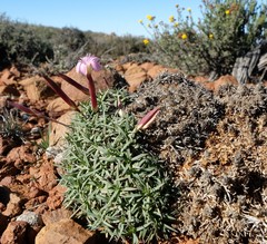 Dianthus micropetalus