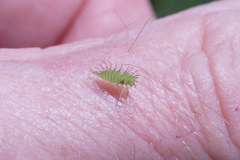 Stictocephala bisonia