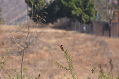 Pyrocephalus rubinus