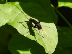 Gnamptopelta obsidianator