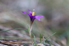 Romulea tempskyana
